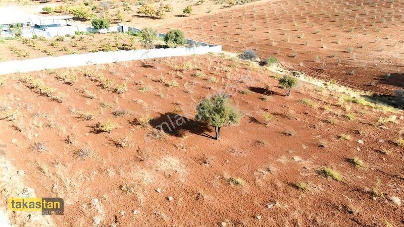 Suboğazı Sınırı Tek Tapu Resmi Yola Cepheli Ful Üzüm Bağı Fırsat — fotoğraf 7