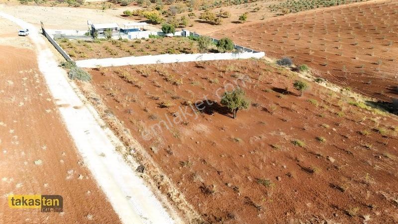 Suboğazı Sınırı Tek Tapu Resmi Yola Cepheli Ful Üzüm Bağı Fırsat — fotoğraf 9