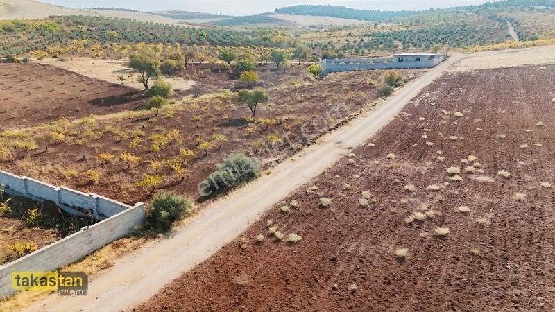 Suboğazı Sınırı Tek Tapu Resmi Yola Cepheli Ful Üzüm Bağı Fırsat — fotoğraf 15