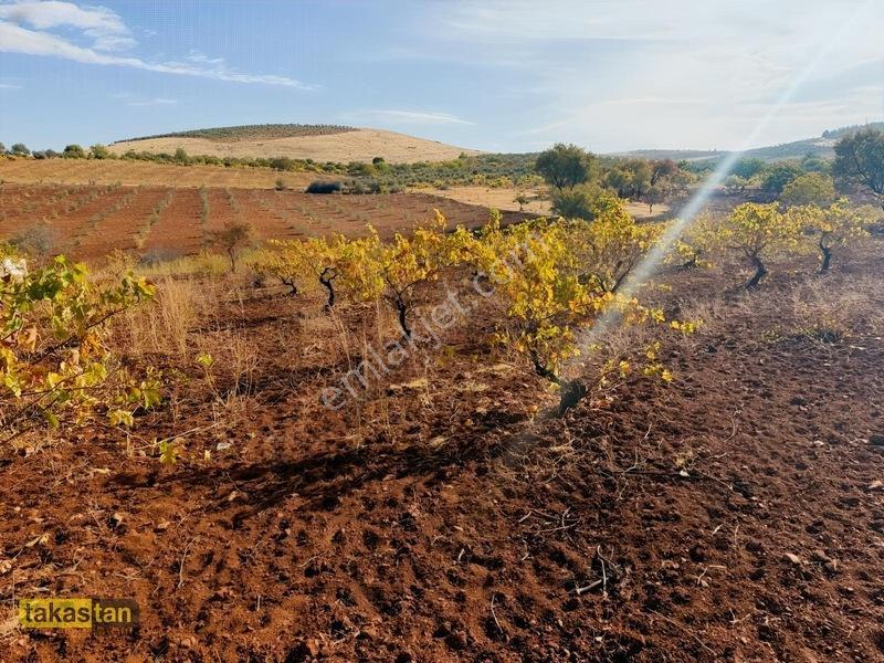 Suboğazı Sınırı Tek Tapu Resmi Yola Cepheli Ful Üzüm Bağı Fırsat — fotoğraf 17
