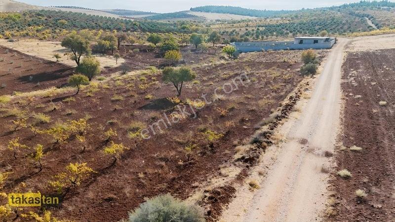 Suboğazı Sınırı Tek Tapu Resmi Yola Cepheli Ful Üzüm Bağı Fırsat — fotoğraf 26
