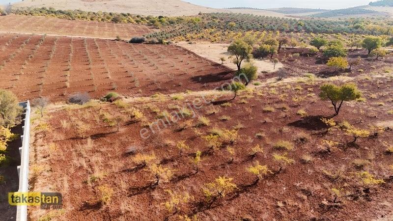 Suboğazı Sınırı Tek Tapu Resmi Yola Cepheli Ful Üzüm Bağı Fırsat — fotoğraf 30