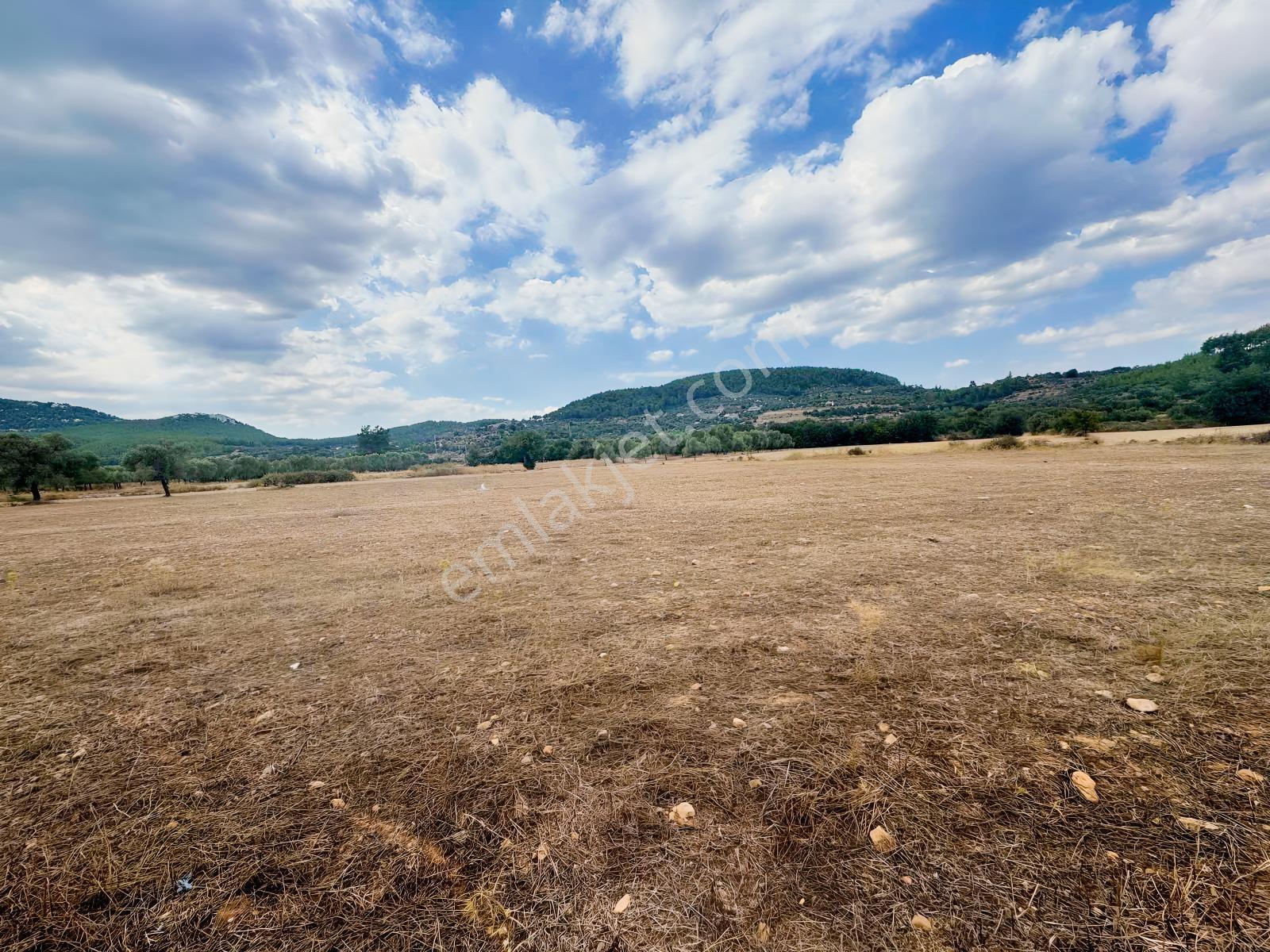 Milas Çiftlikte 6.154 M² Yola Cepheli Satılık Yatırımlık Tarla — fotoğraf 4