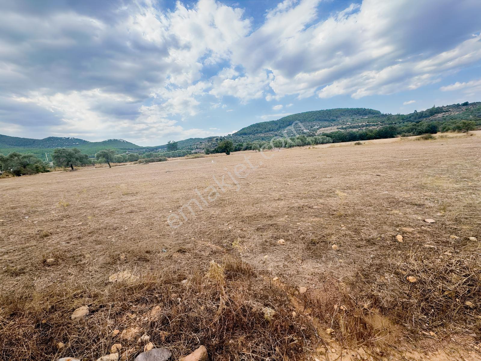 Milas Çiftlikte 6.154 M² Yola Cepheli Satılık Yatırımlık Tarla — fotoğraf 7