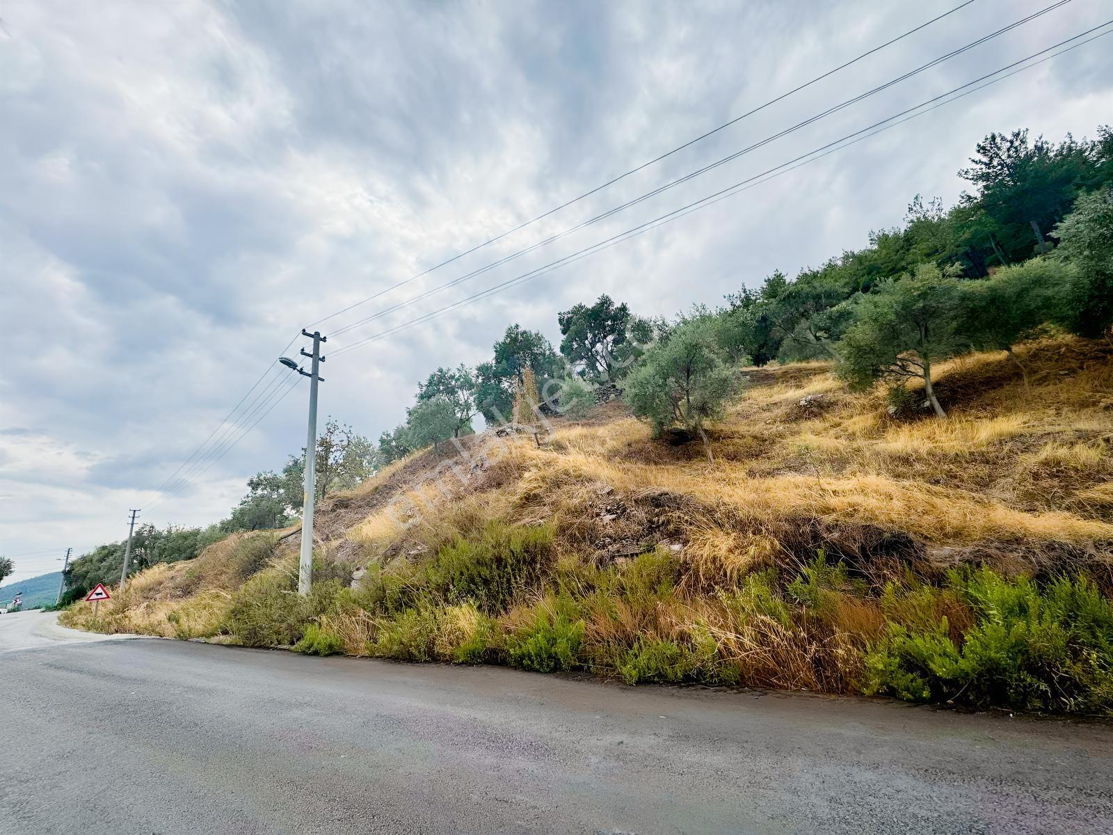Milas Çiftlikte Ana Yola Sıfır 4.266 M² Satılık Zeytinlik Arazi