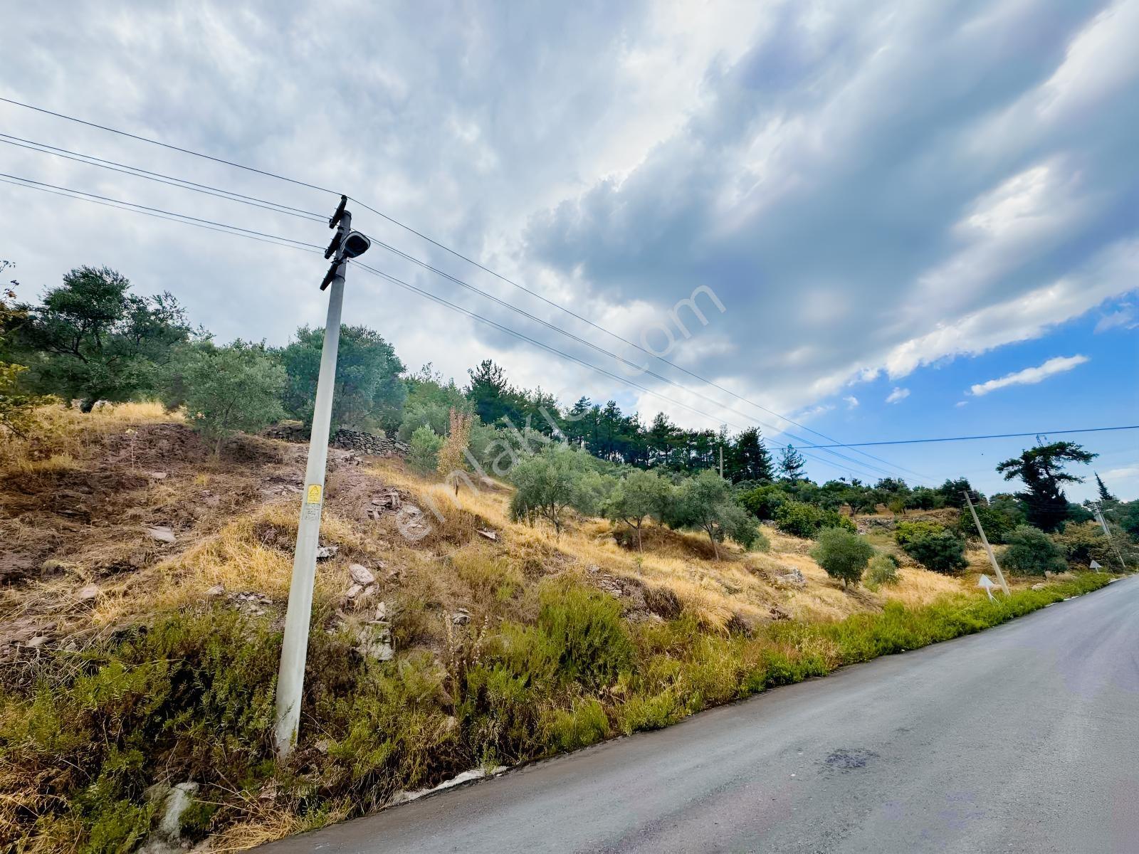 Milas Çiftlikte Ana Yola Sıfır 4.266 M² Satılık Zeytinlik Arazi — fotoğraf 2