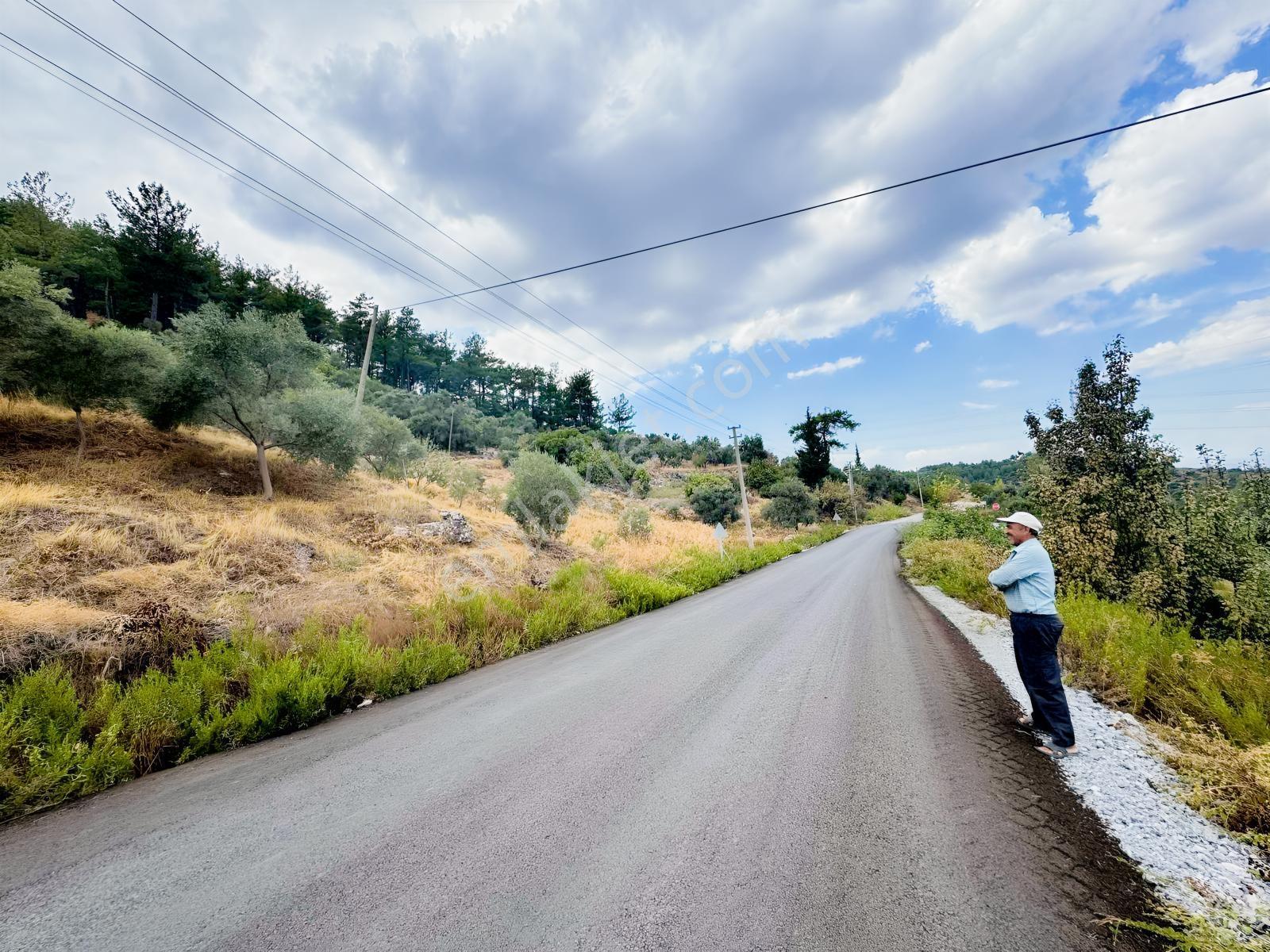 Milas Çiftlikte Ana Yola Sıfır 4.266 M² Satılık Zeytinlik Arazi — fotoğraf 3