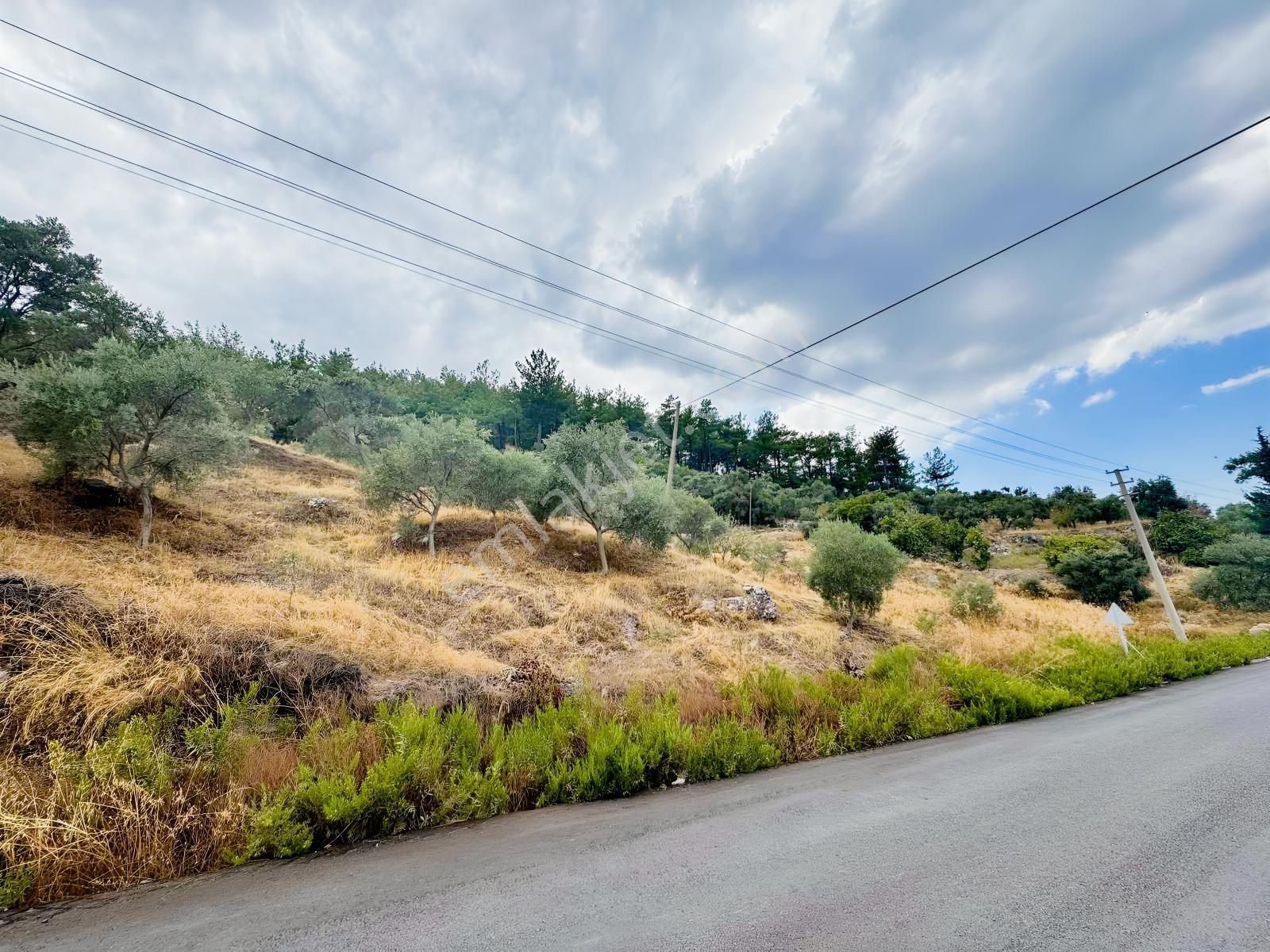 Milas Çiftlikte Ana Yola Sıfır 4.266 M² Satılık Zeytinlik Arazi — fotoğraf 4