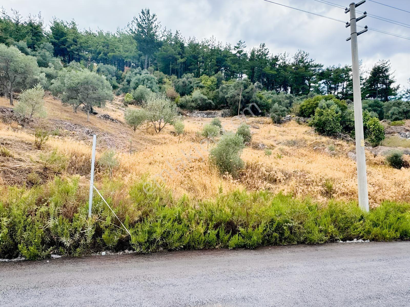Milas Çiftlikte Ana Yola Sıfır 4.266 M² Satılık Zeytinlik Arazi — fotoğraf 5