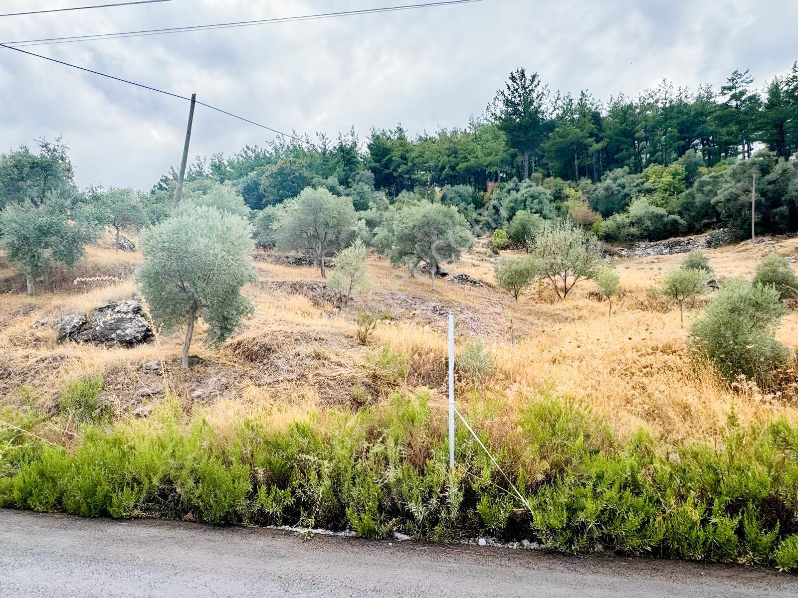 Milas Çiftlikte Ana Yola Sıfır 4.266 M² Satılık Zeytinlik Arazi — fotoğraf 6