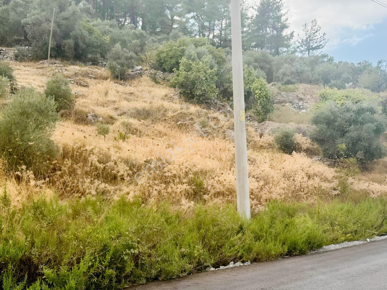 Milas Çiftlikte Ana Yola Sıfır 4.266 M² Satılık Zeytinlik Arazi — fotoğraf 7