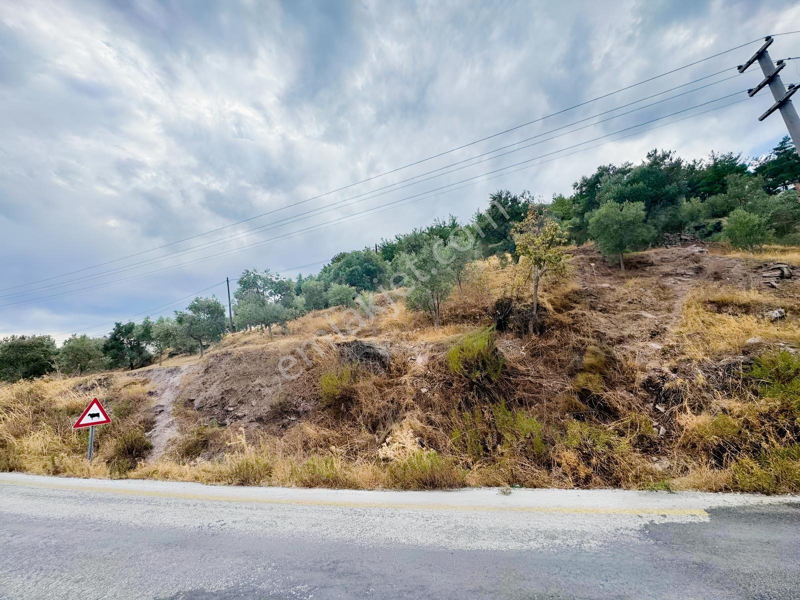 Milas Çiftlikte Ana Yola Sıfır 4.266 M² Satılık Zeytinlik Arazi — fotoğraf 8