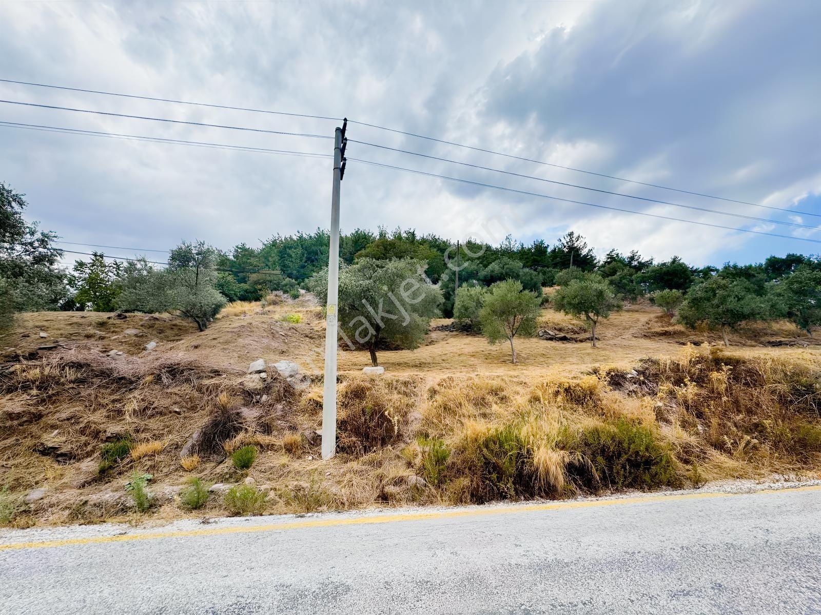 Milas Çiftlikte Ana Yola Sıfır 4.266 M² Satılık Zeytinlik Arazi — fotoğraf 9
