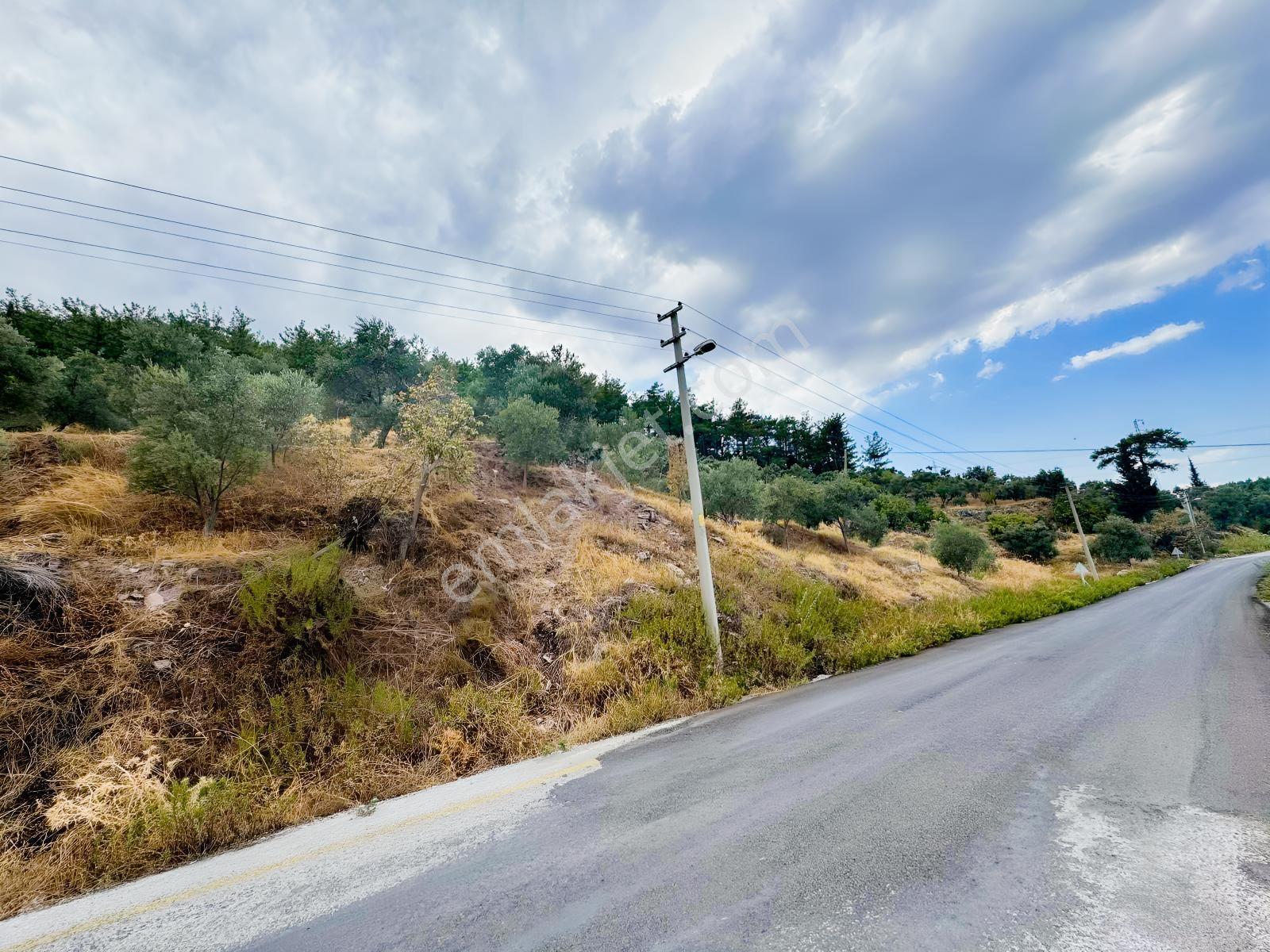 Milas Çiftlikte Ana Yola Sıfır 4.266 M² Satılık Zeytinlik Arazi — fotoğraf 10