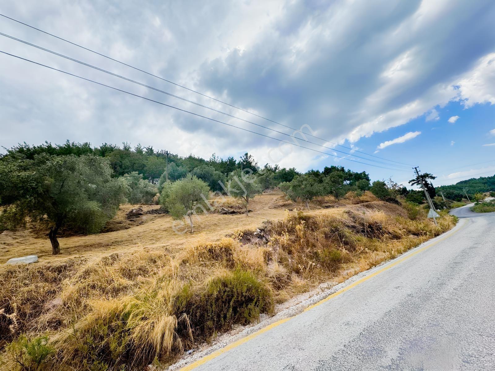 Milas Çiftlikte Ana Yola Sıfır 4.266 M² Satılık Zeytinlik Arazi — fotoğraf 11