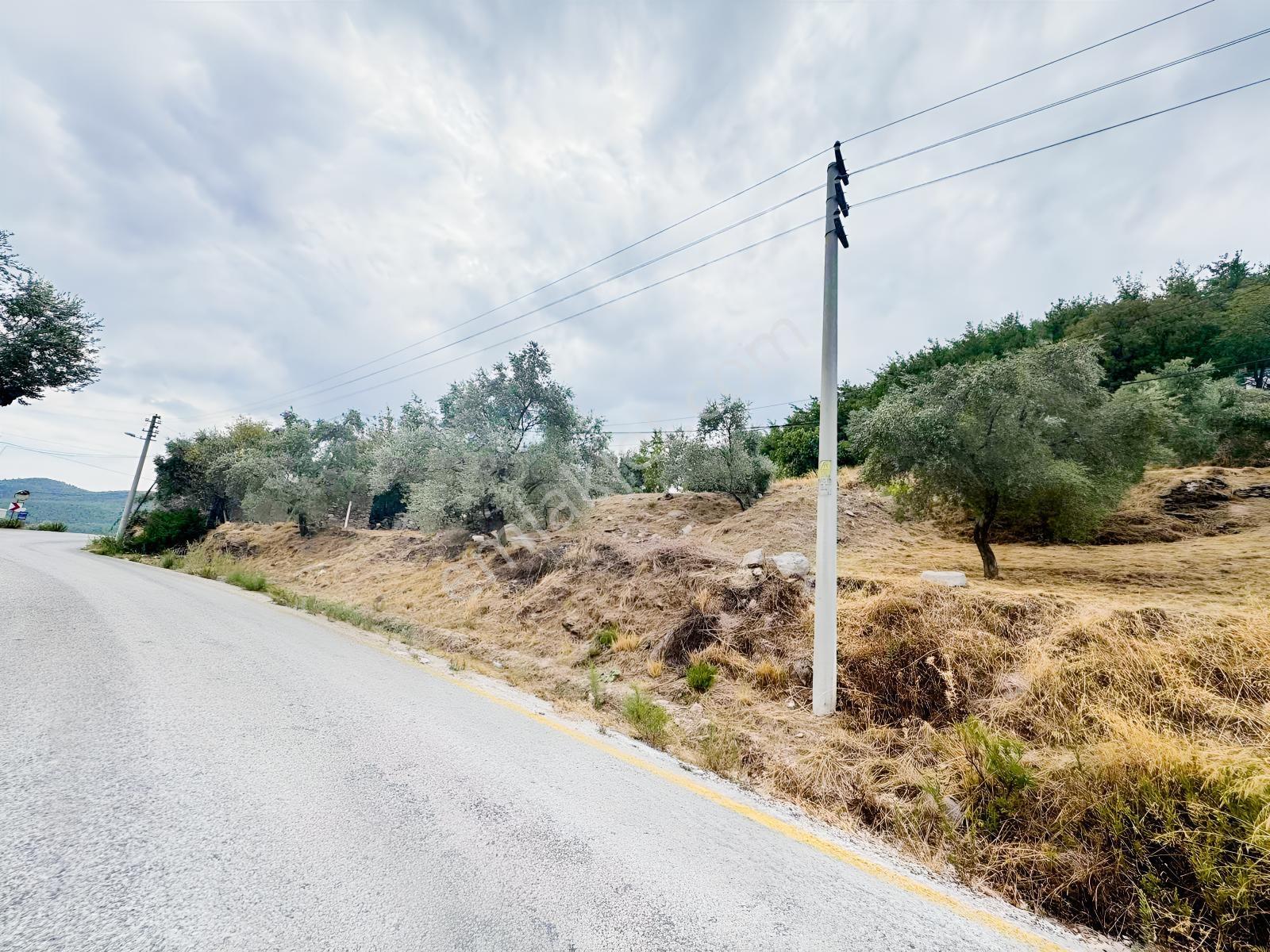 Milas Çiftlikte Ana Yola Sıfır 4.266 M² Satılık Zeytinlik Arazi — fotoğraf 12