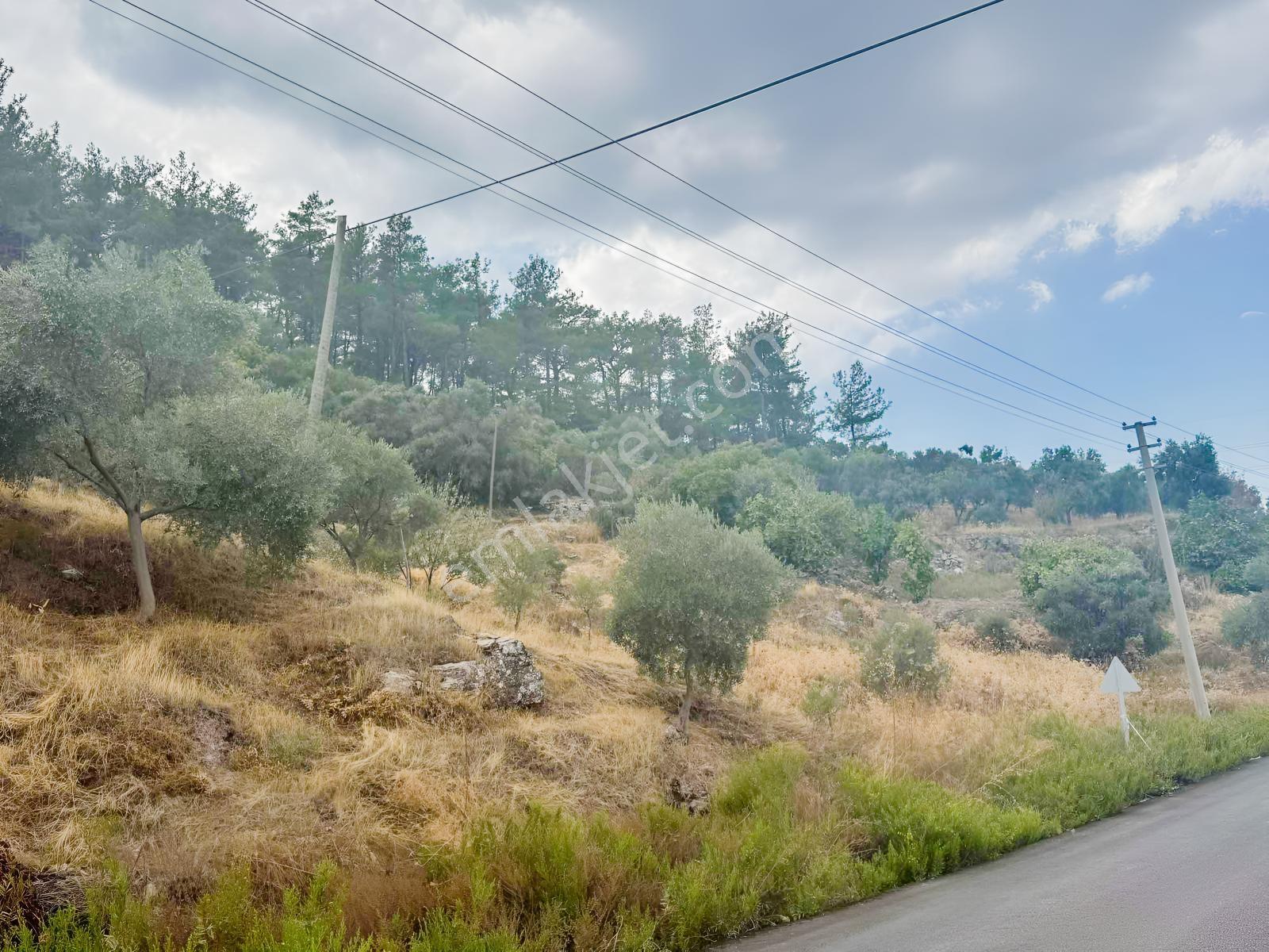 Milas Çiftlikte Ana Yola Sıfır 4.266 M² Satılık Zeytinlik Arazi — fotoğraf 13