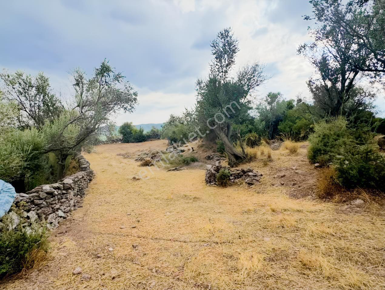 Milas Pınararasında 5.240 M² Verimli Satılık Zeytinlik