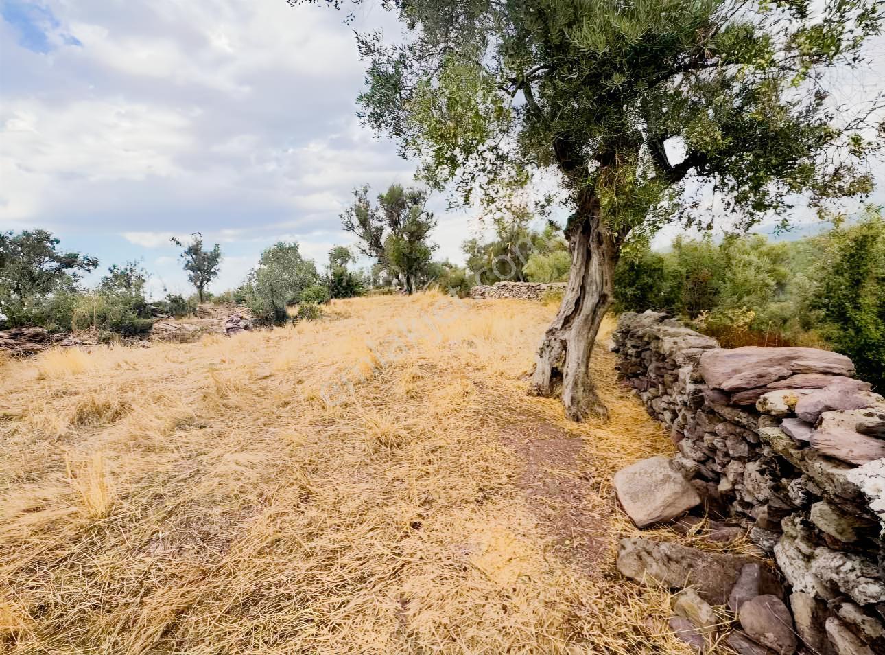 Milas Pınararasında 5.240 M² Verimli Satılık Zeytinlik — fotoğraf 2