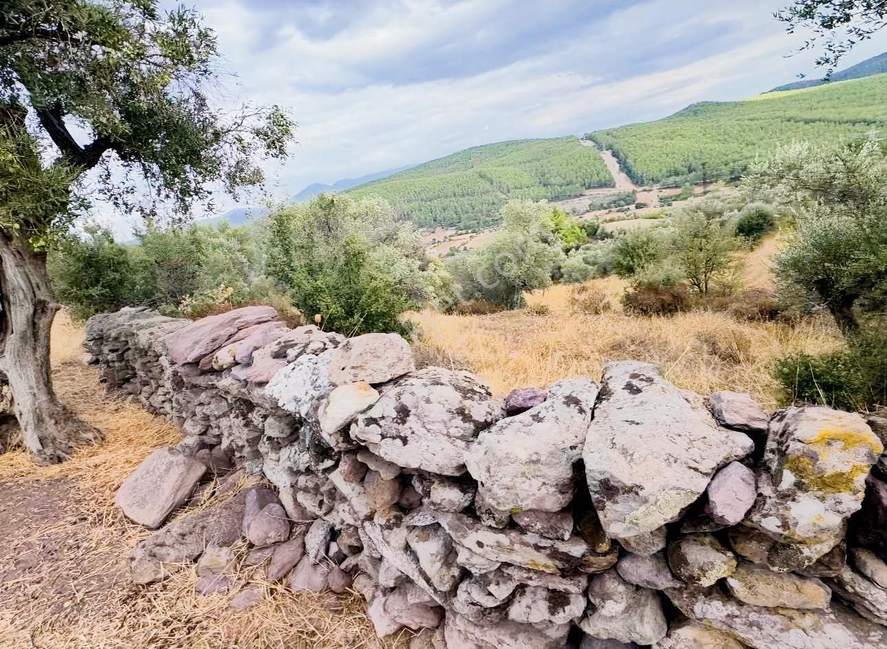 Milas Pınararasında 5.240 M² Verimli Satılık Zeytinlik — fotoğraf 4