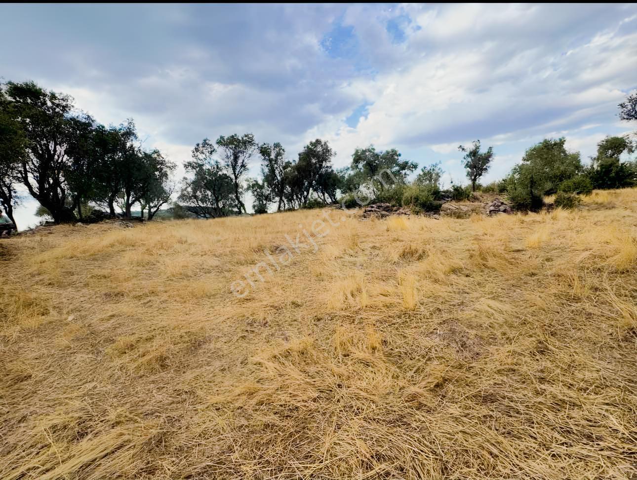 Milas Pınararasında 5.240 M² Verimli Satılık Zeytinlik — fotoğraf 5