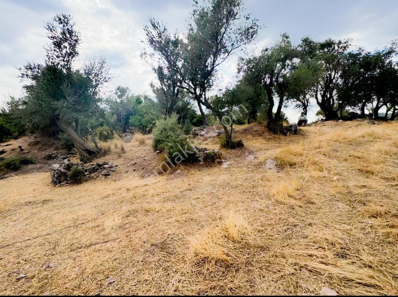 Milas Pınararasında 5.240 M² Verimli Satılık Zeytinlik — fotoğraf 6