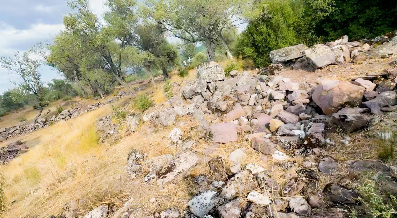 Milas Pınararasında 5.240 M² Verimli Satılık Zeytinlik — fotoğraf 7