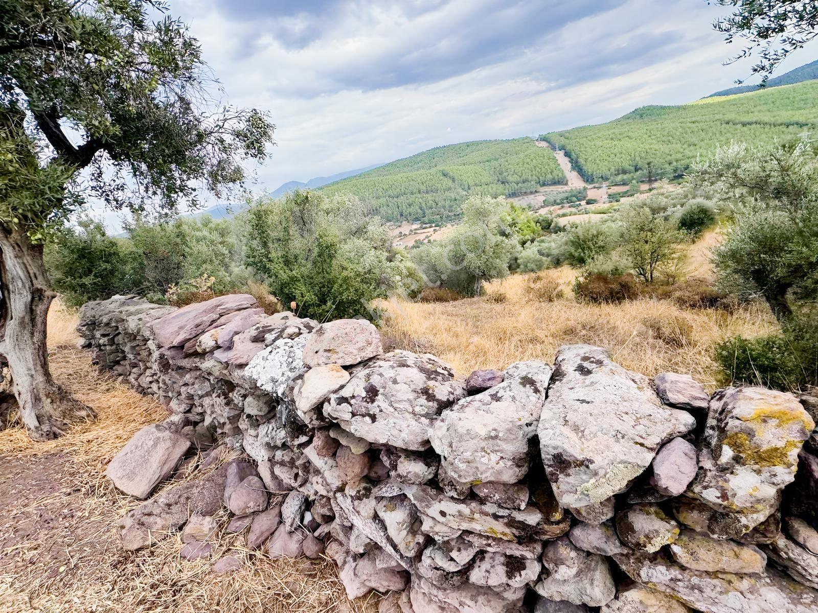 Milas Pınararasında 5.240 M² Verimli Satılık Zeytinlik — fotoğraf 8