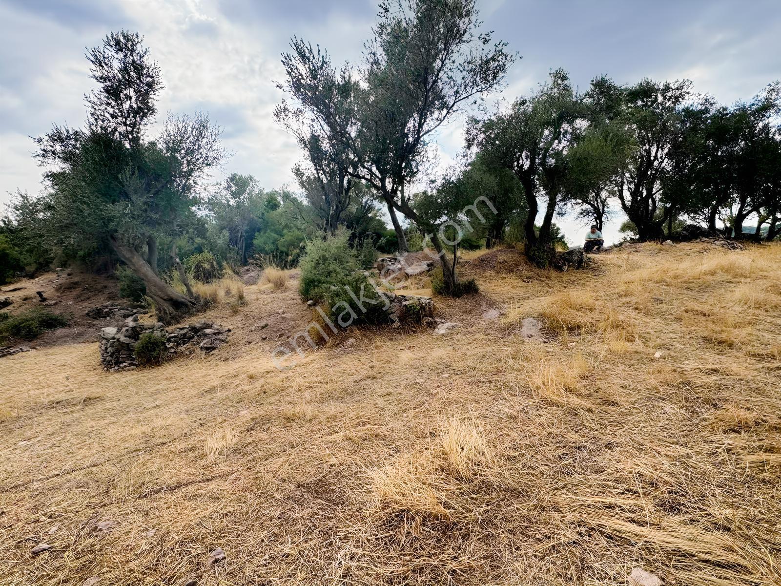 Milas Pınararasında 5.240 M² Verimli Satılık Zeytinlik — fotoğraf 9