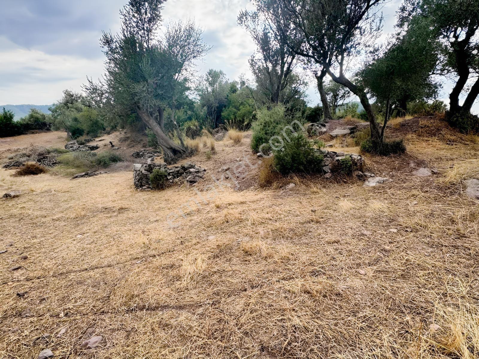 Milas Pınararasında 5.240 M² Verimli Satılık Zeytinlik — fotoğraf 10