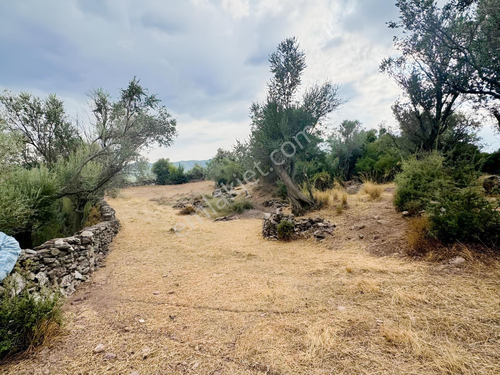 Milas Pınararasında 5.240 M² Verimli Satılık Zeytinlik — fotoğraf 11
