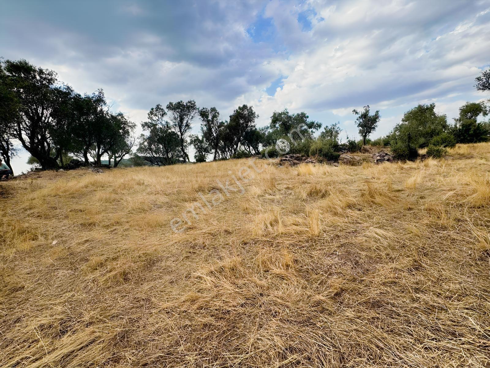 Milas Pınararasında 5.240 M² Verimli Satılık Zeytinlik — fotoğraf 12