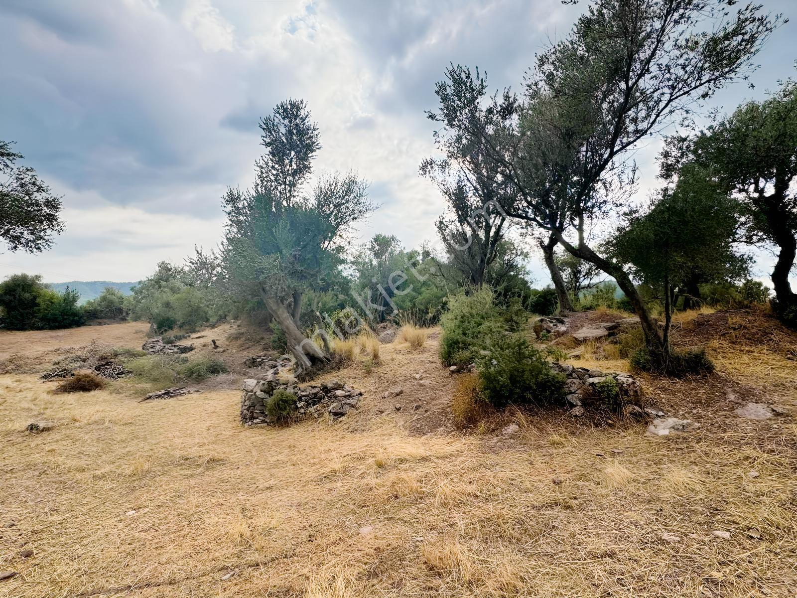 Milas Pınararasında 5.240 M² Verimli Satılık Zeytinlik — fotoğraf 13