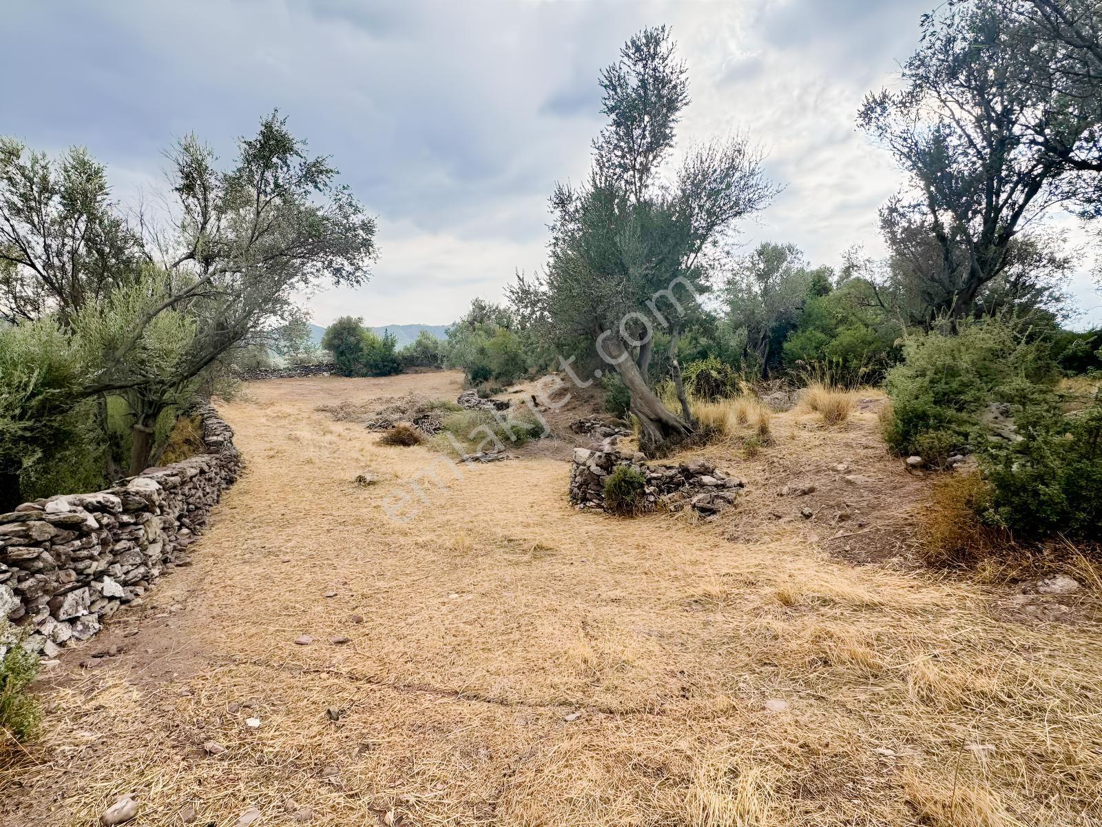 Milas Pınararasında 5.240 M² Verimli Satılık Zeytinlik — fotoğraf 14