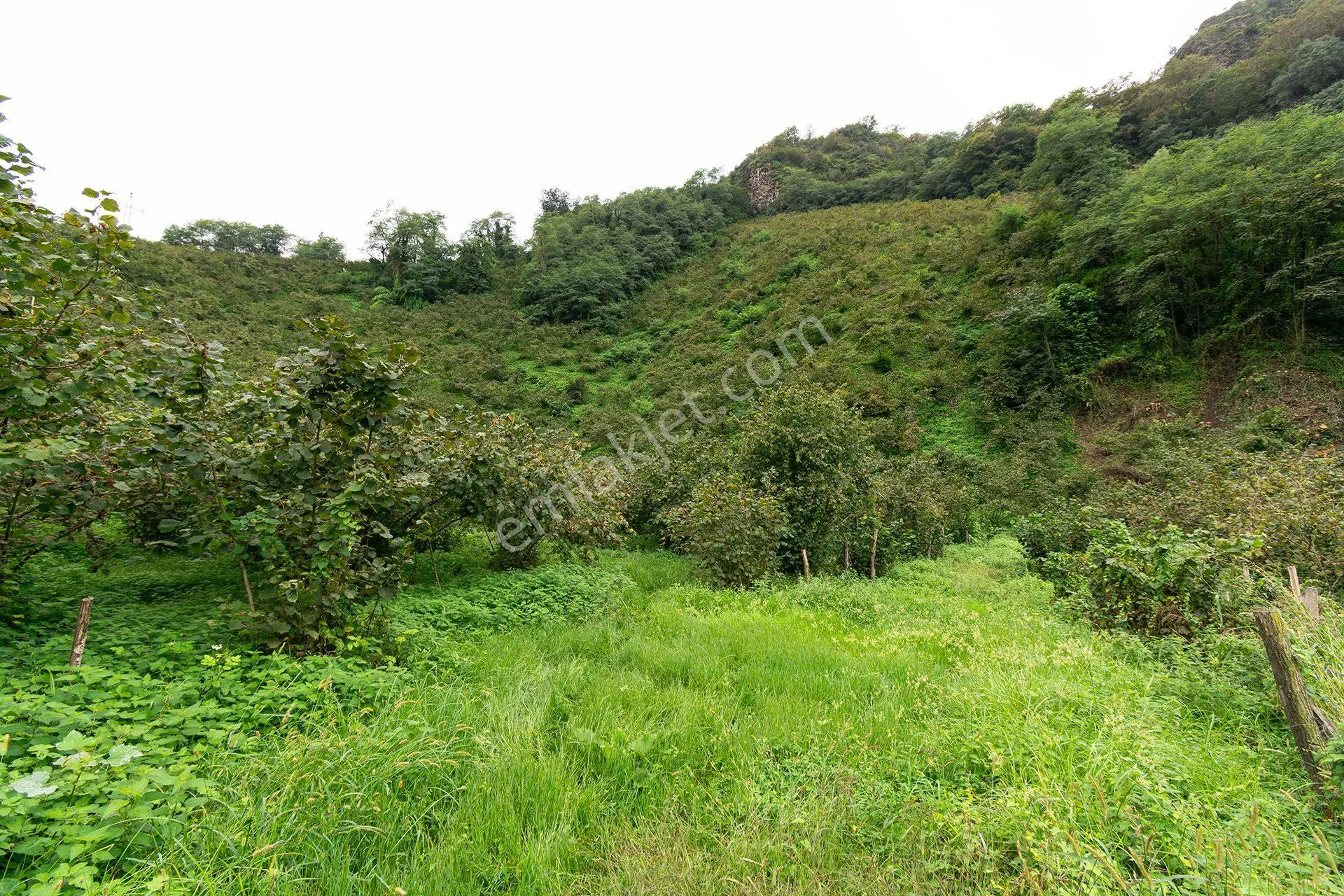 Ordu Kurtulmuş Mah. 5.172 M² Satılık Fındık Bahçesi Arazi Yerleşik Alanda