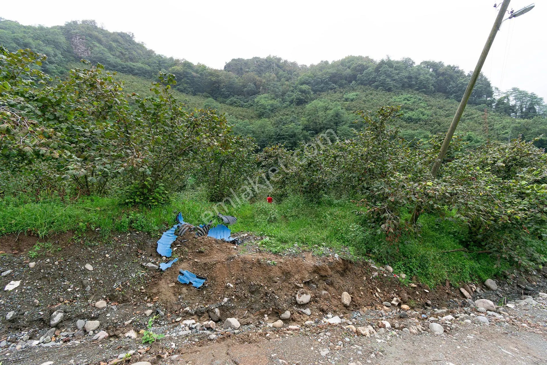 Ordu Kurtulmuş Mah. 5.172 M² Satılık Fındık Bahçesi Arazi Yerleşik Alanda — fotoğraf 2
