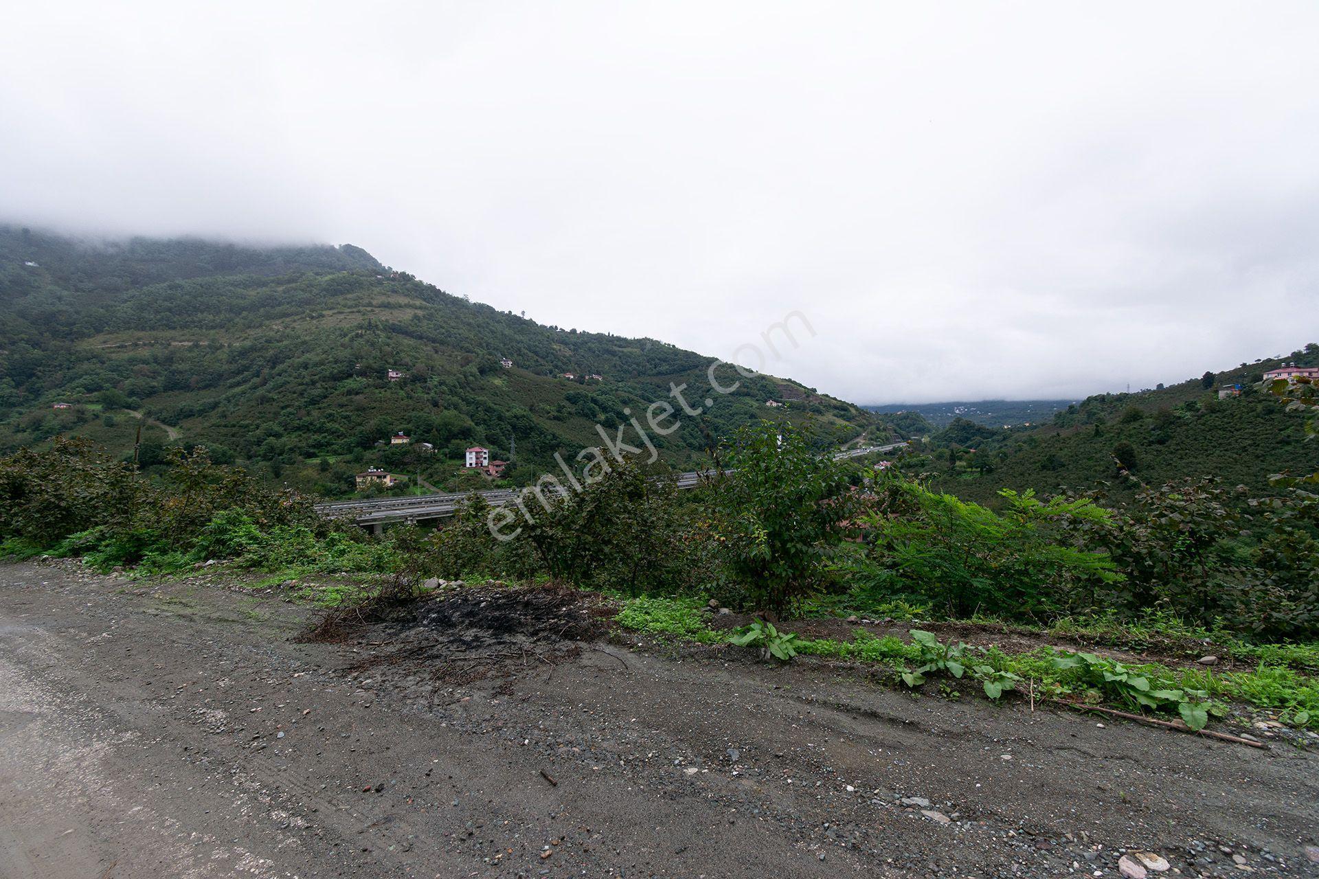 Ordu Kurtulmuş Mah. 5.172 M² Satılık Fındık Bahçesi Arazi Yerleşik Alanda — fotoğraf 10