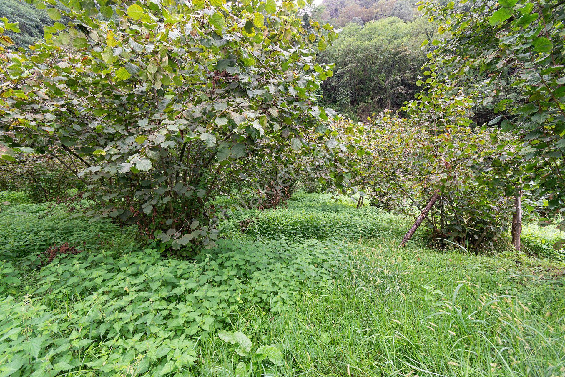 Ordu Kurtulmuş Mah. 5.172 M² Satılık Fındık Bahçesi Arazi Yerleşik Alanda — fotoğraf 13