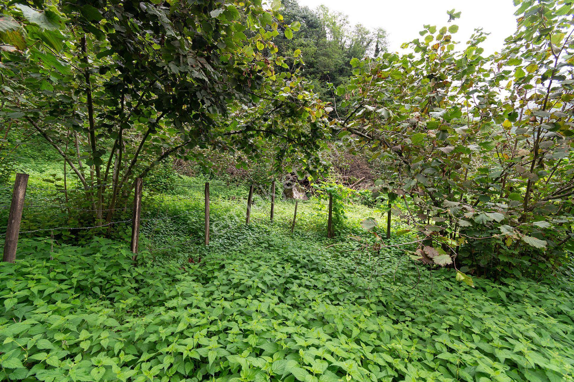 Ordu Kurtulmuş Mah. 5.172 M² Satılık Fındık Bahçesi Arazi Yerleşik Alanda — fotoğraf 16