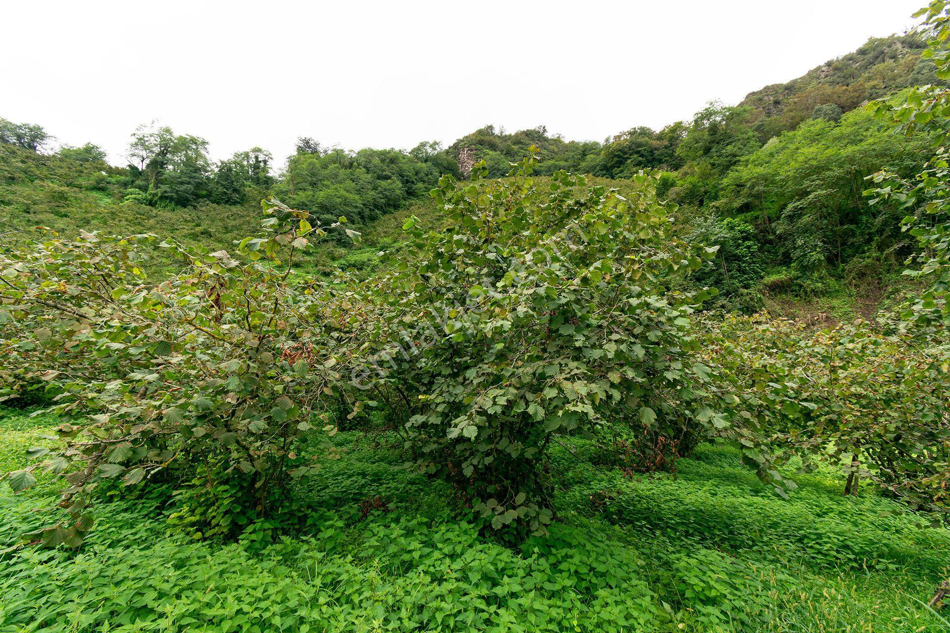 Ordu Kurtulmuş Mah. 5.172 M² Satılık Fındık Bahçesi Arazi Yerleşik Alanda — fotoğraf 21