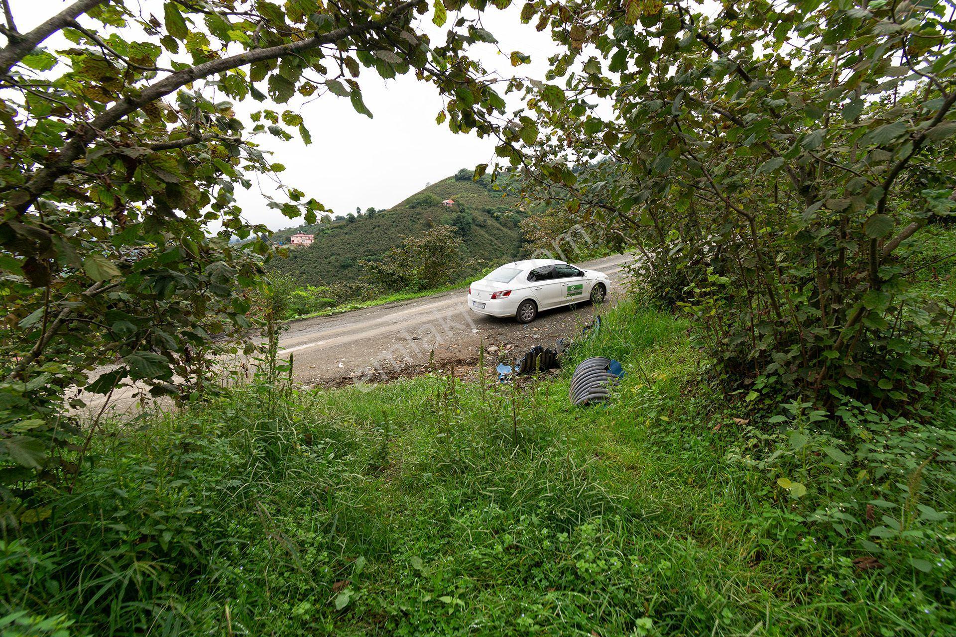 Ordu Kurtulmuş Mah. 5.172 M² Satılık Fındık Bahçesi Arazi Yerleşik Alanda — fotoğraf 25