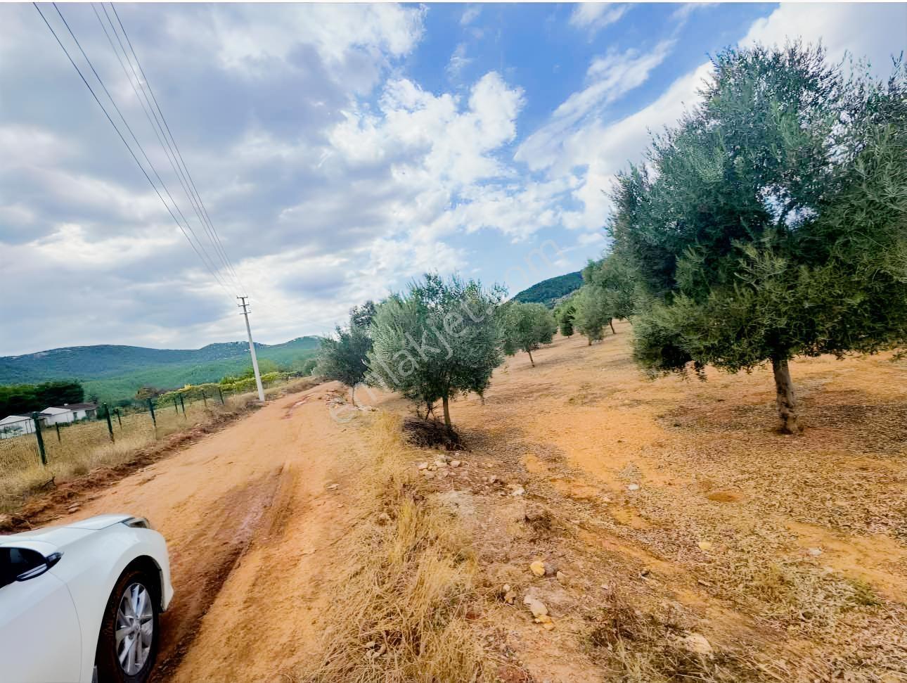 Milas Çiftlikte Yola Cepheli Verimli Tarla 2.877 M² — fotoğraf 2