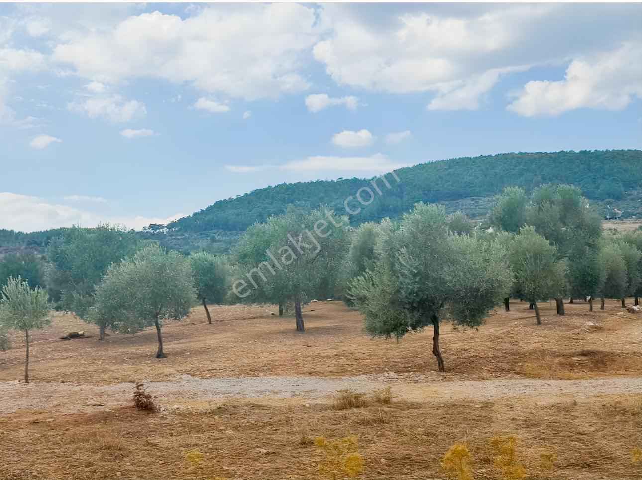 Milas Çiftlikte Yola Cepheli Verimli Tarla 2.877 M² — fotoğraf 3