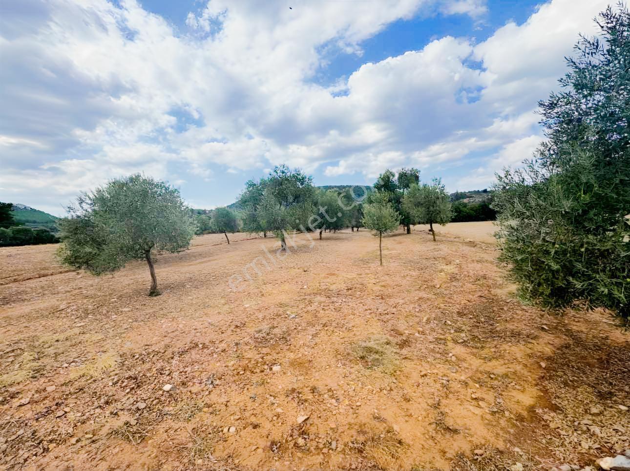 Milas Çiftlikte Yola Cepheli Verimli Tarla 2.877 M² — fotoğraf 4