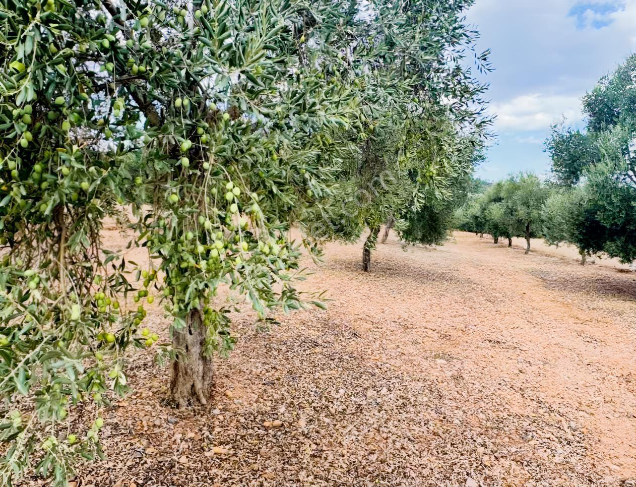 Milas Çiftlikte Yola Cepheli Verimli Tarla 2.877 M² — fotoğraf 5