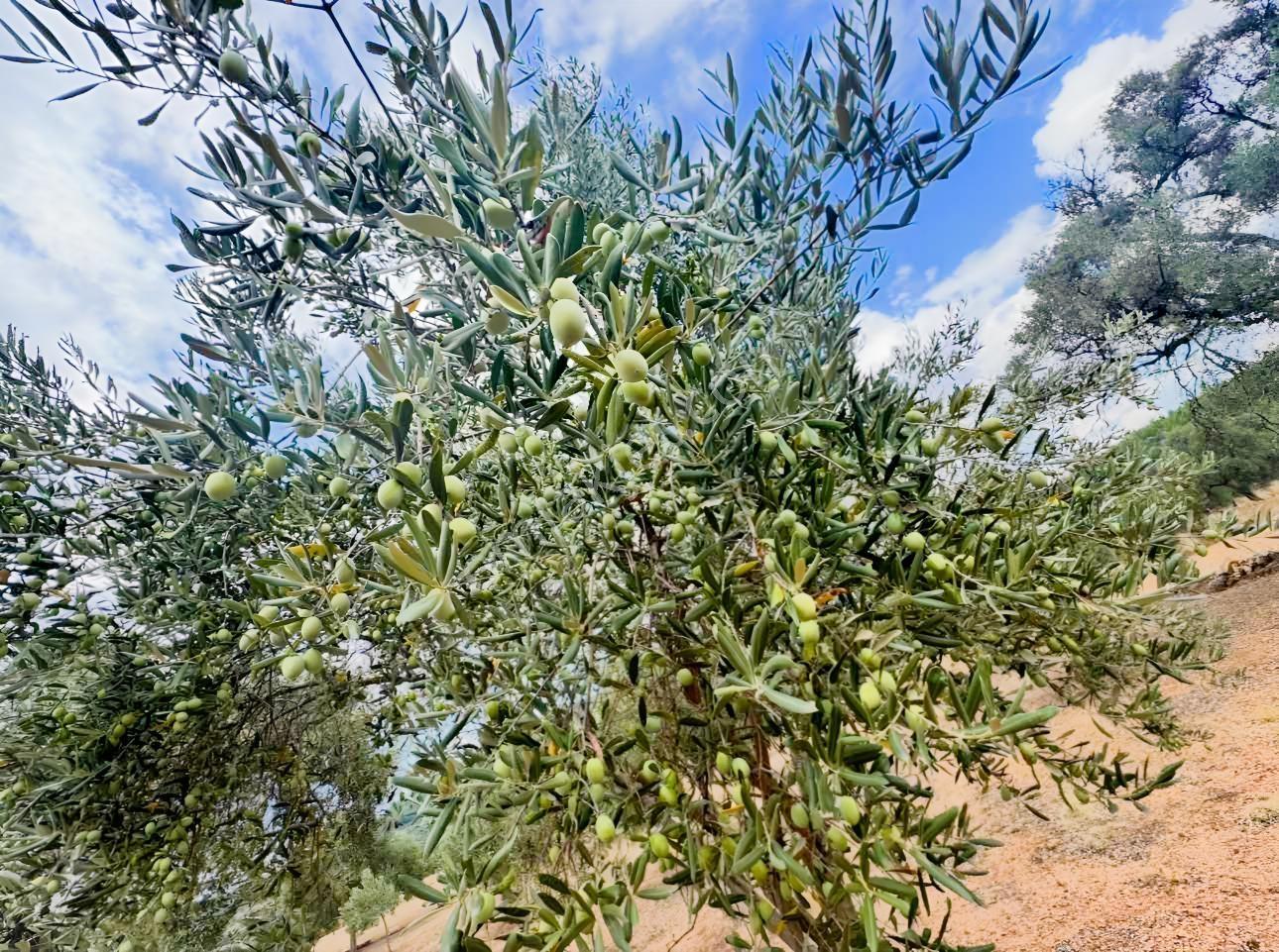 Milas Çiftlikte Yola Cepheli Verimli Tarla 2.877 M² — fotoğraf 6
