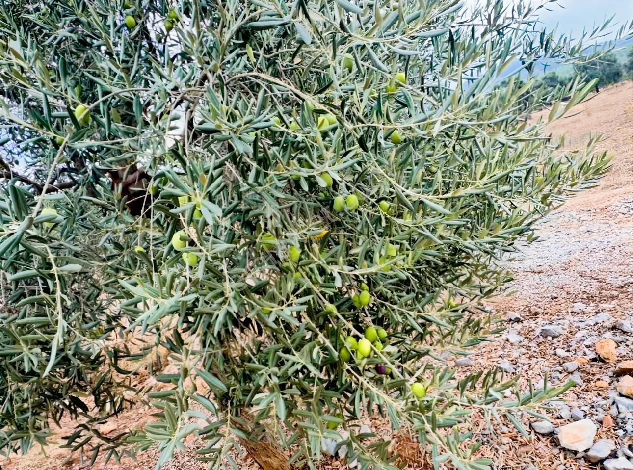 Milas Çiftlikte Yola Cepheli Verimli Tarla 2.877 M² — fotoğraf 7