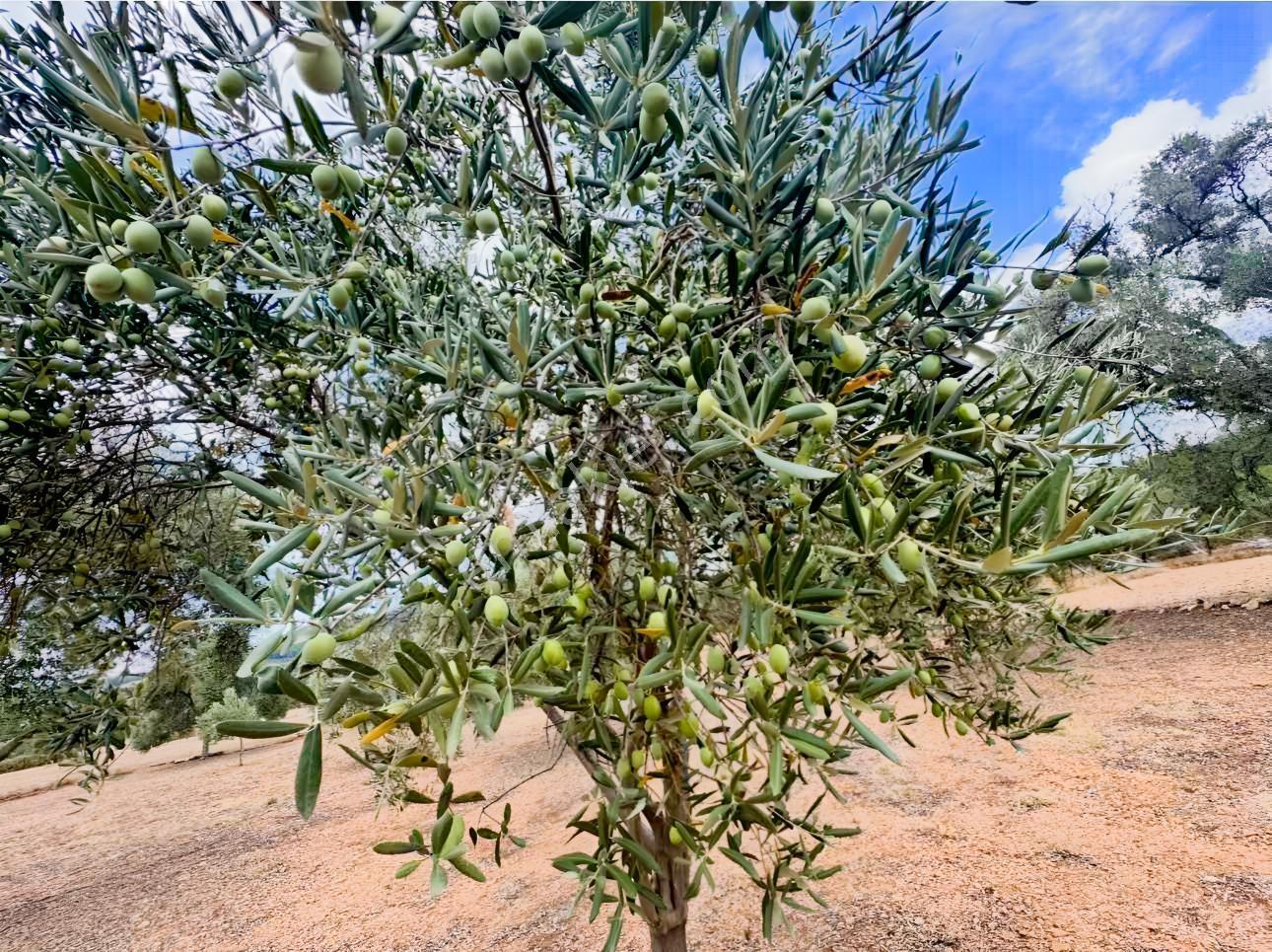 Milas Çiftlikte Yola Cepheli Verimli Tarla 2.877 M² — fotoğraf 8