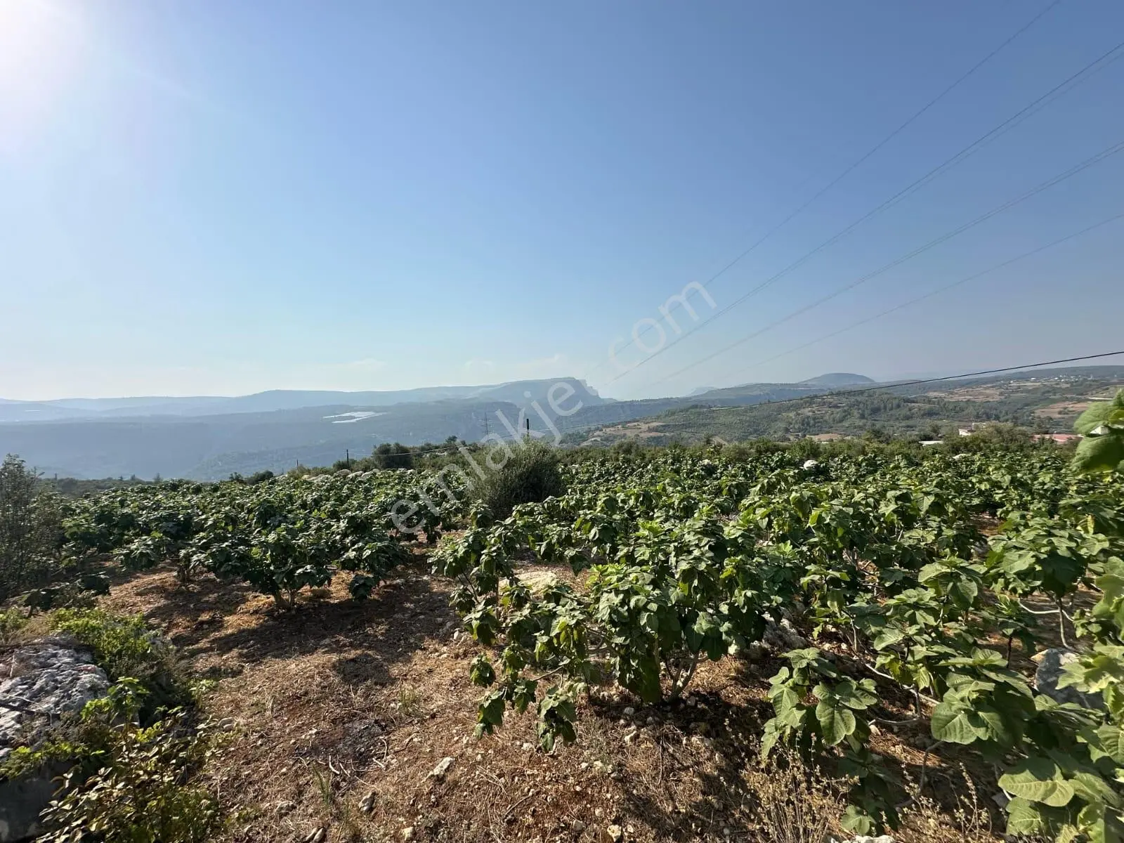 Mersin Tarsus Hacıhamzalı 4028m2 Tek Tapu 200 İncir Bahçesi Tel Örgü Çevrili Elk...