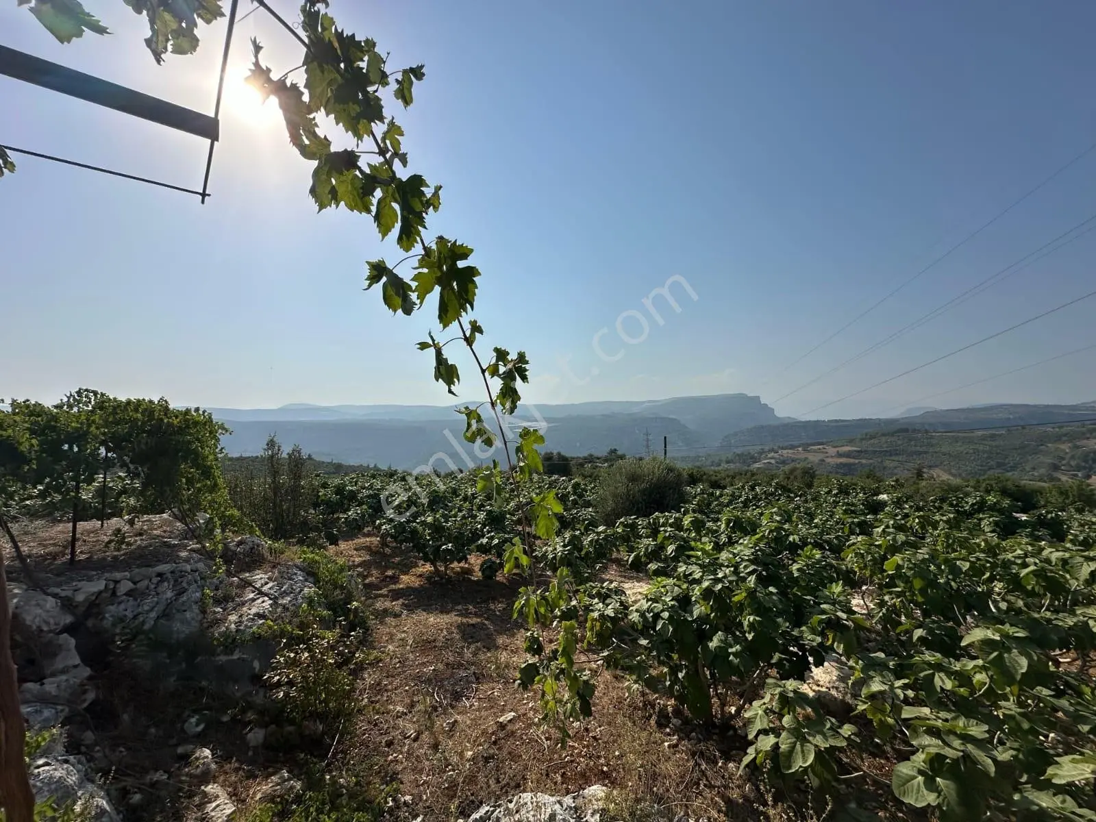 Mersin Tarsus Hacıhamzalı 4028m2 Tek Tapu 200 İncir Bahçesi Tel Örgü Çevrili Elk Su Yanında — fotoğraf 2